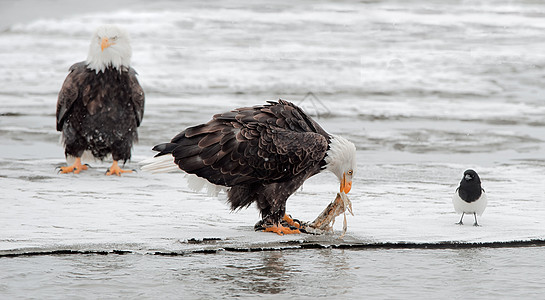 秃鹰的喂养动物生物白尾荒野捕食者猎物航班羽毛翅膀国家图片