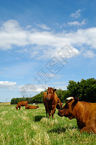 绿草上的牛绿色喇叭蓝色棕色天空乡村农田场地家畜农业图片