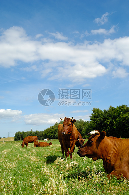 绿草上的牛绿色喇叭蓝色棕色天空乡村农田场地家畜农业图片