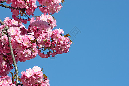 粉花花叶子绿色树叶季节性粉色图片