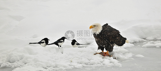 秃鹰喂养动物荒野猎物翅膀观鸟野生动物捕食者猎人领导旅行图片