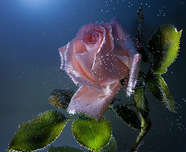 玫瑰植物背景图片