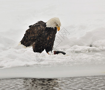 秃鹰喂养食肉捕食者航班旅行鸟类翅膀羽毛领导动物力量图片