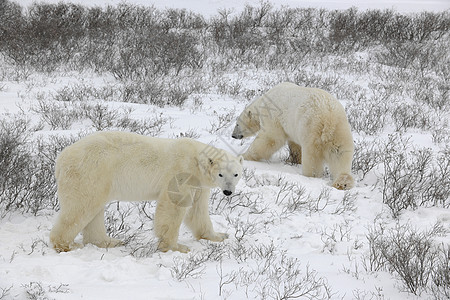 两只北极熊动物栖息地爪子苔原野生动物力量灭绝濒危哺乳动物捕食者图片