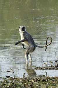 水中的兰图尔木头旅行雨林野生动物灵长类公园池塘热带动物荒野图片