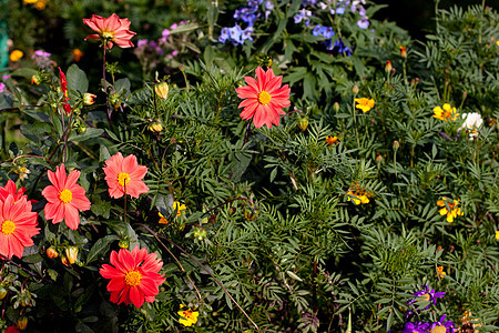 鲜花植物群绿色黄色水平红色蓝色粉色图片