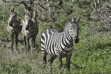 非洲野生斑马公园荒野野生动物生物团体动物动物群国家马属皮肤图片