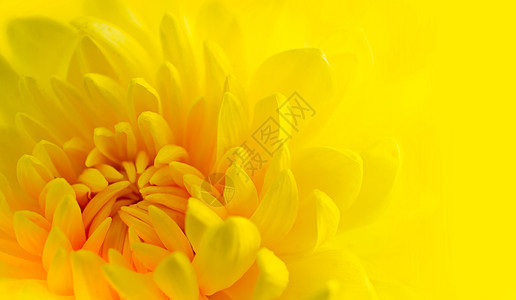 黄色菊花水滴季节投标礼物植物框架橙子雏菊花束园艺图片