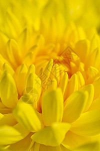 黄色菊花植物植物群宏观水滴季节雏菊橙子园艺植物学投标图片