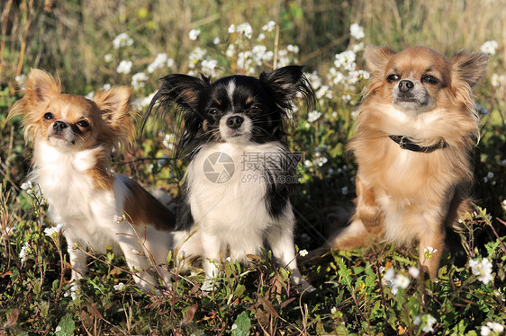 3个吉娃娃白色黑色花园动物宠物犬类伴侣草地棕色场地图片