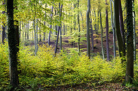 森林林地叶子树干树叶绿色农村木头图片