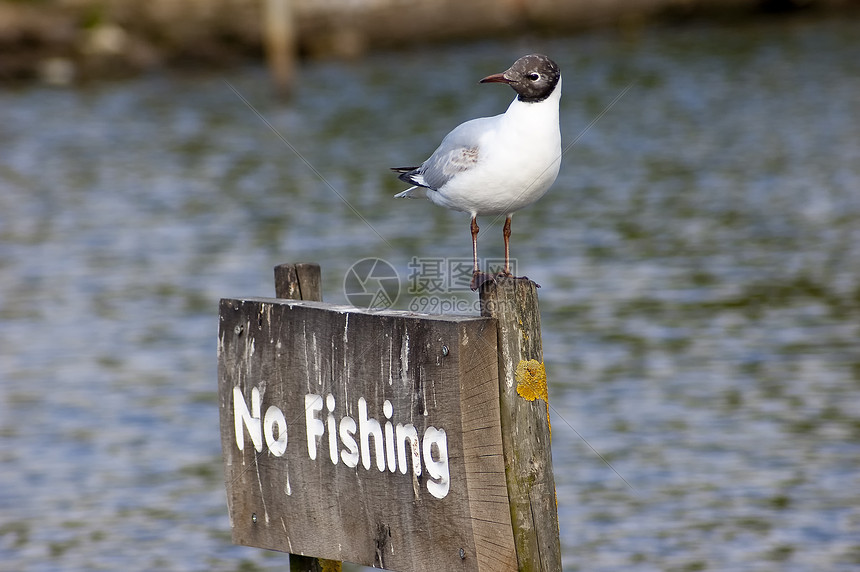 禁止捕鱼羽毛写作掌状蓝色眼睛海洋海鸥黑色白色天空图片