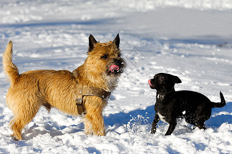 雪中两只狗钳子忠诚伴侣猎犬犬类宠物乐趣朋友友谊动物图片