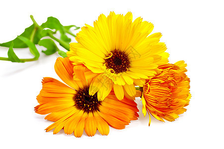 Calendula 计算元盘礼物植物学黄色脆弱性叶子花园花束白色植物环境图片