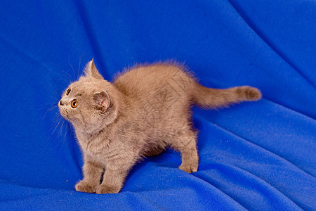 英国小猫灰色猫科姿势白色蓝色猫咪头发食肉宠物动物图片