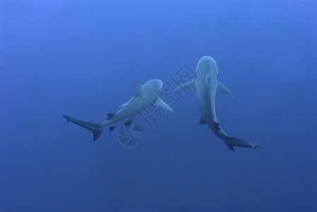 鲨鱼伙伴图片