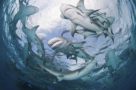 环流鲨鱼图片