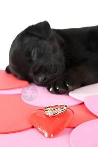 黑小黑狗外套哺乳动物宠物伴侣红色金子犬类朋友黑色蓝跟鞋图片