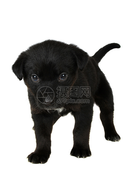 黑小黑狗猎犬哺乳动物宠物外套工作室蓝跟鞋动物犬类黑色小狗图片