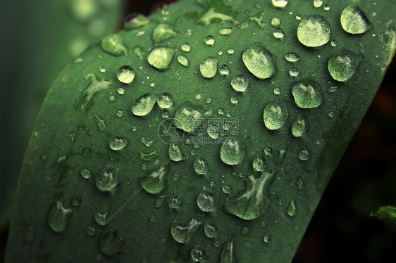 露在叶子上宏观树叶植物季节绿色雨滴图片