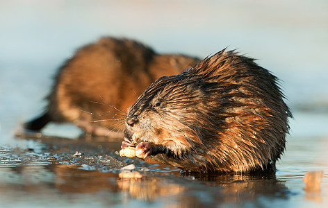 食吃穆克拉特爪子阳光季节生物毛皮野生动物哺乳动物日落太阳沼泽图片