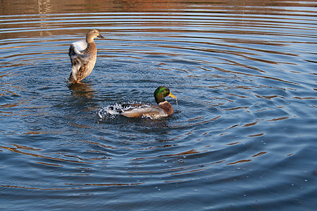 鸭子植物园鸟类池塘野鸭生物水禽园林动物季节花园图片