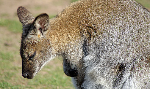 墙壁公园哺乳动物母亲尾巴动物动物园国家天空婴儿袋鼠图片