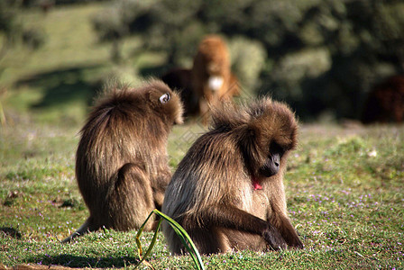 埃塞俄比亚 Babouns男性猿猴动物灵长类荒野野生动物动物群图片