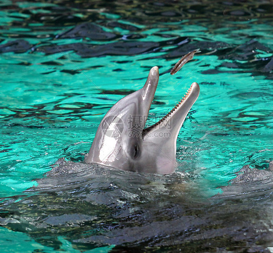 海豚格劳鲸目水道灰色水域倾诉海洋物种牙线哺乳动物图片