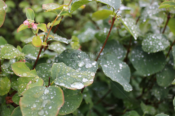 雨后叶子上滴水树叶一场雨休息木头健康村庄图片