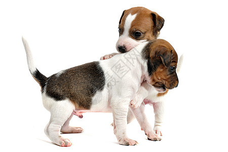小小狗杰克 鲁塞尔大鼠工作室小狗动物婴儿猎狗警觉棕色宠物犬类白色图片