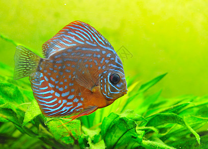 铁饼玻璃动物科鱼游泳曲线热带宠物水族馆蓝色图片