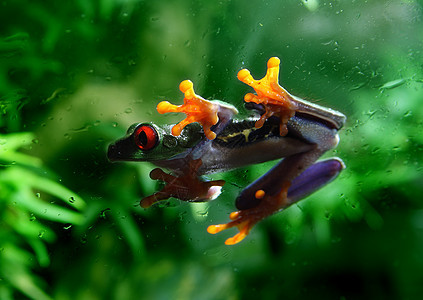 红眼树青蛙红色气候热带植物两栖眼睛绿色藤蔓动物雨林图片