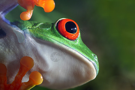 红眼树青蛙绿色丛林宏观气候动物眼睛红色野生动物热带树蛙图片