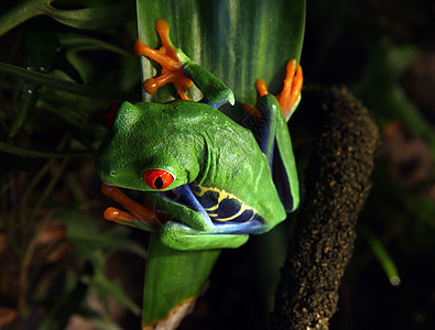红眼树青蛙丛林红色野生动物动物树蛙藤蔓眼睛雨林热带绿色图片