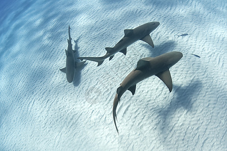 鲨鱼影子图片