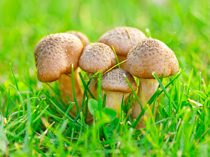 秋天时新鲜天然食用蘑菇组图片