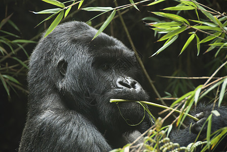 食吃大猩猩物种绿色植物濒危森林树木植物动物图片