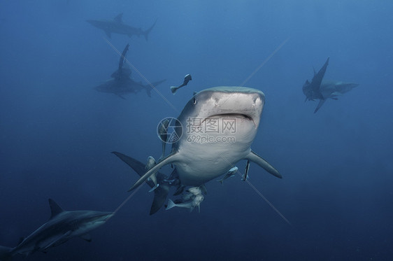 脸朝海洋鲨鱼虎鲨图片