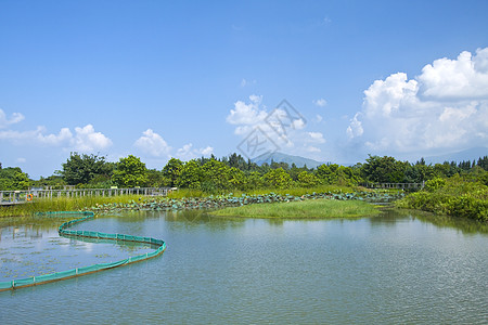 香港白天的湿地池塘森林环境植物热带草地天空蓝色国家荒野野生动物背景图片