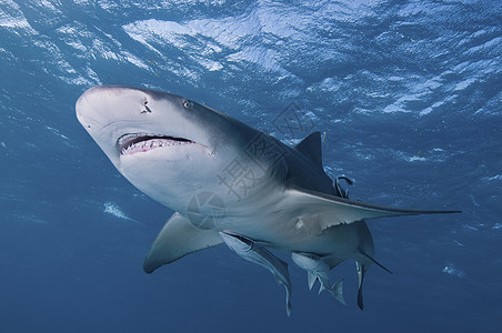 微笑的鲨鱼蓝色捕食者海洋摄影背景图片