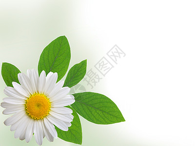 以白色背景孤立的有文字空间的camimile甘菊卡片样本植物黄色香味雏菊白花季节边界图片