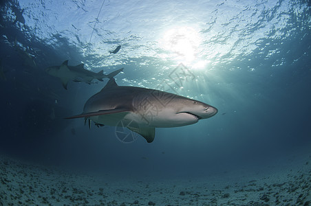 阳光鲨鱼图片