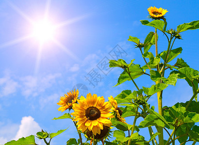 蓝天的向日葵和太阳生活荒野天气花园天空季节晴天植物种子草地图片