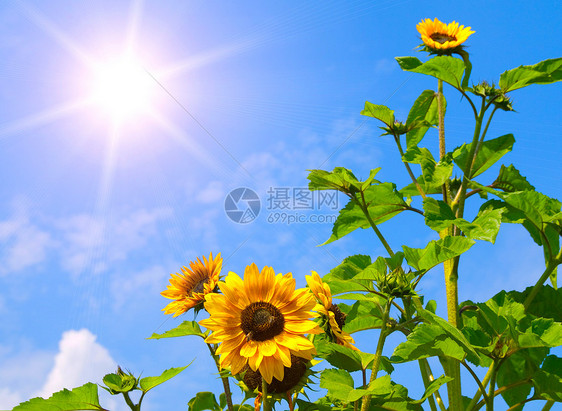 蓝天的向日葵和太阳生活荒野天气花园天空季节晴天植物种子草地图片