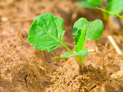 最早在陆地上布丁的宏观镜头侵蚀叶子幼苗绿色栽培土地农业植物人干旱植物群图片