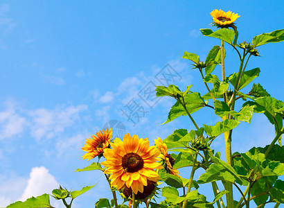 向日向天空晴天植物季节荒野土地植物群天气蓝色场地图片