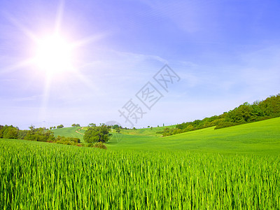 蓝天上的绿地农场草本植物场地环境季节晴天植物蓝色花瓣文化图片