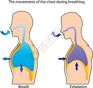 呼吸卫生解剖学医疗生活插图绘画生理生物学胸部中庭图片