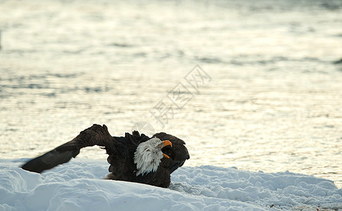 在雪上喊秃鹰捕食者翅膀野生动物荒野猎人自由观鸟鸟类领导食肉图片